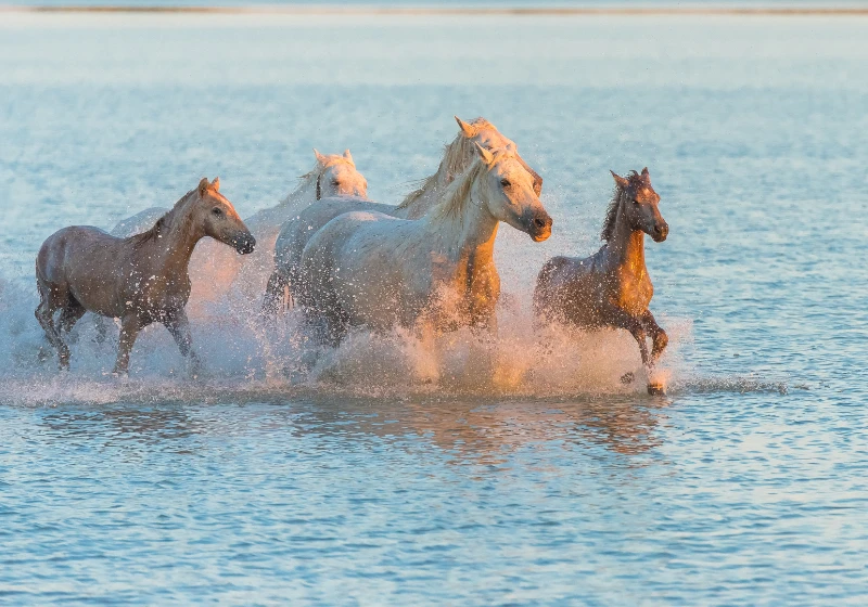 Camargue Chevaux