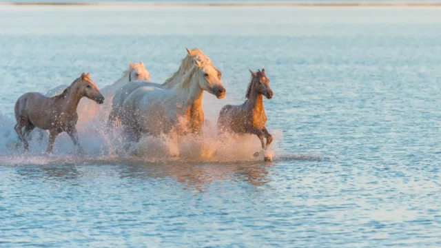 Camargue Chevaux