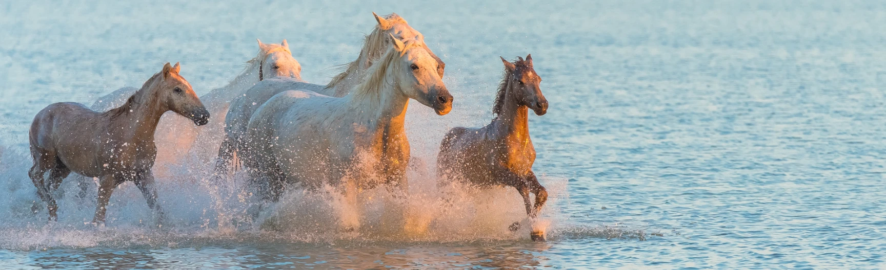 Camargue Chevaux Principal