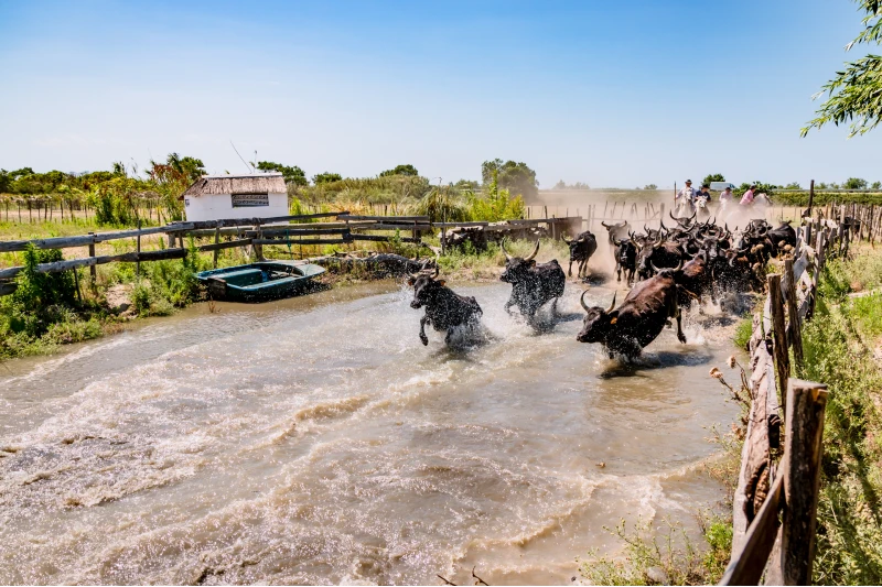 Camargue Taureaux