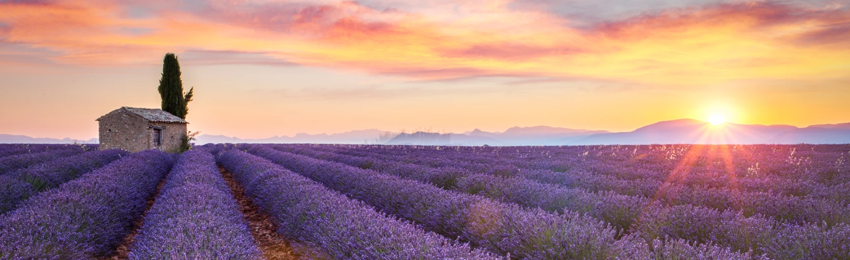 Lavende Provence