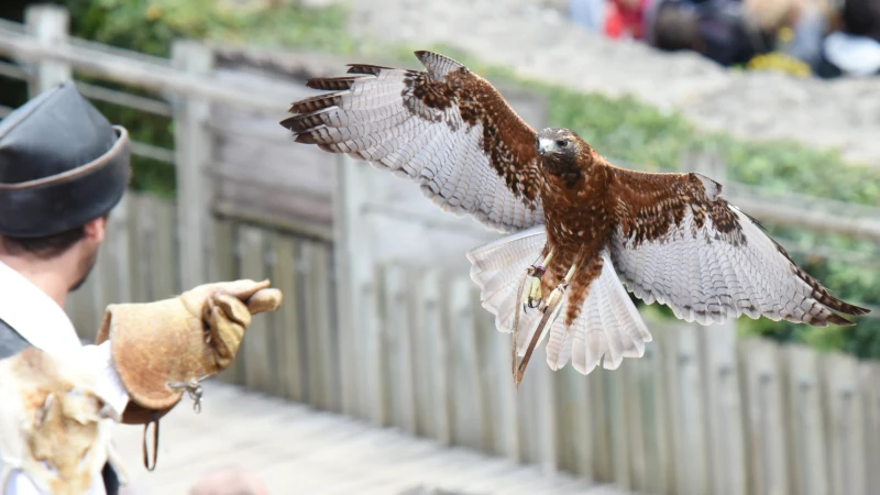 Puy Du Fou Faucon