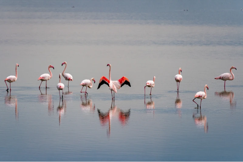 Camargue Flamand Rose