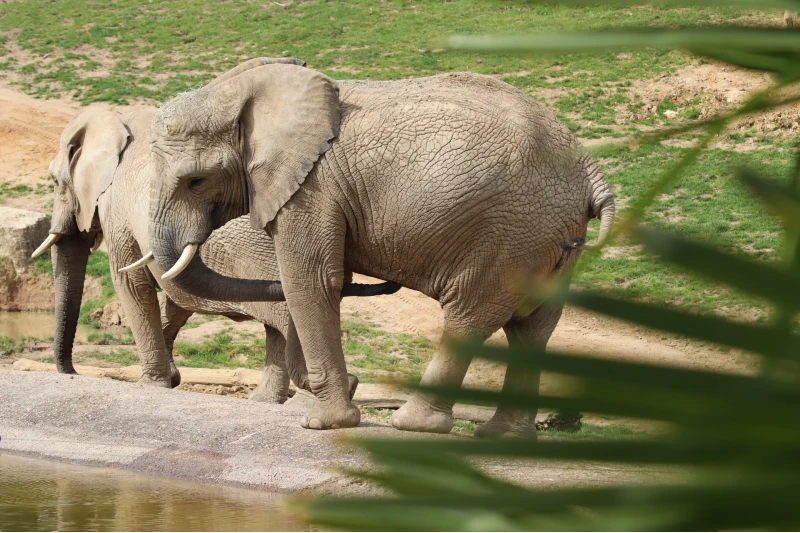 Zoo De Beauval Elephant