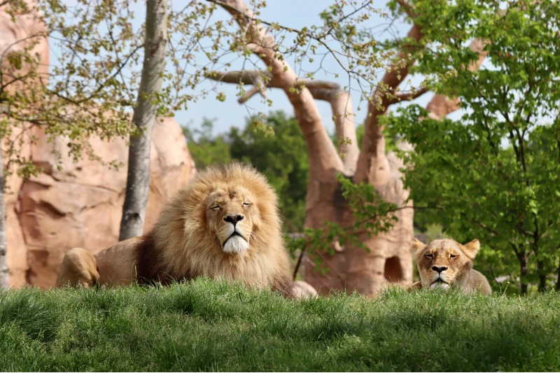 Zoo De Beauval Lion