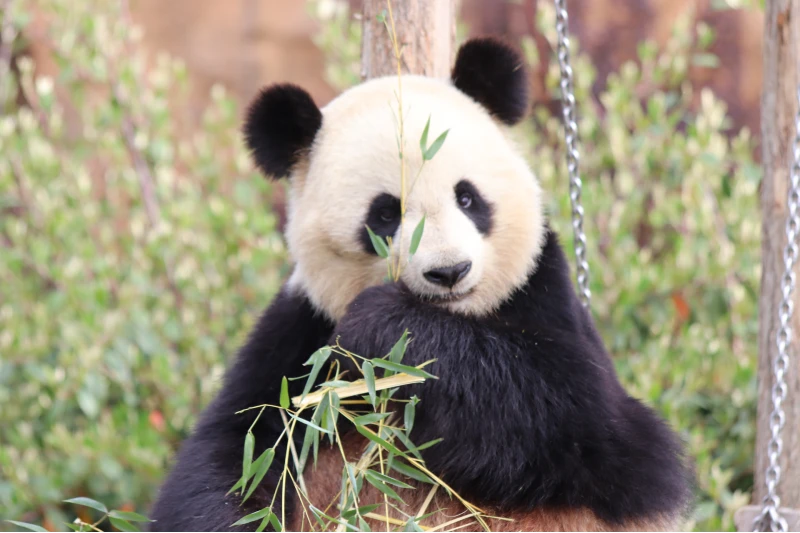 Zoo De Beauval Panda