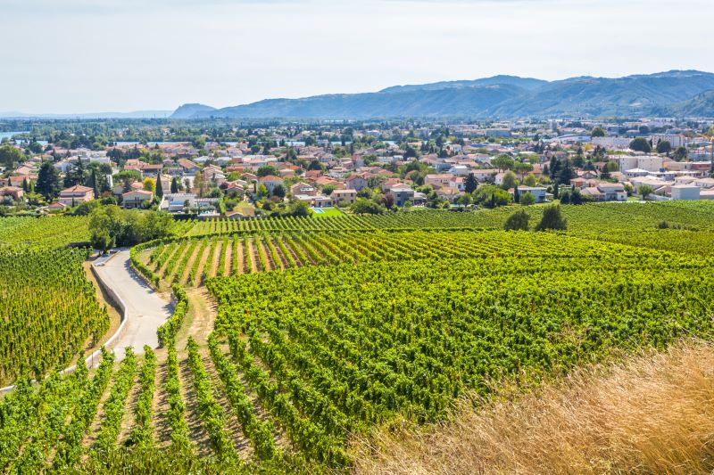 Tain L Hermitage Vignoble Du Rhone