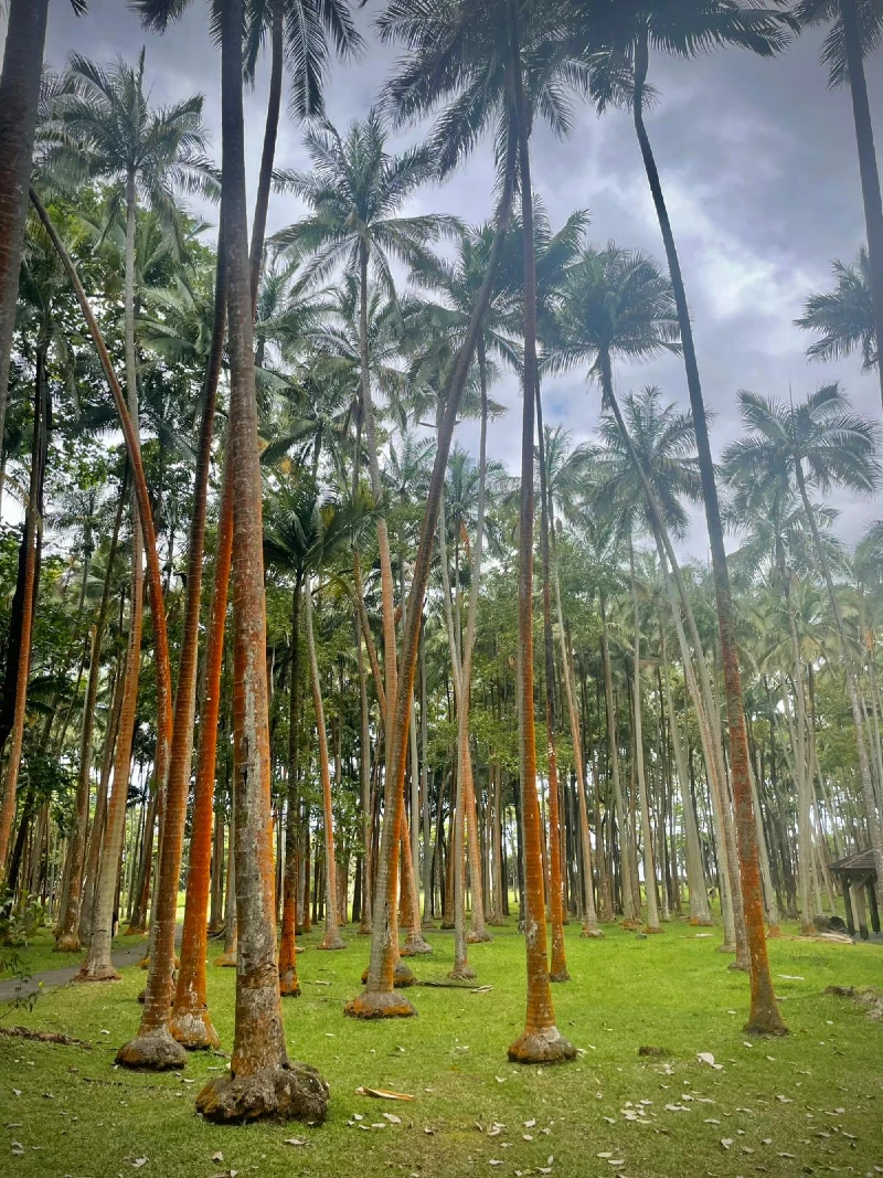 Anse Des Cascades Réunion