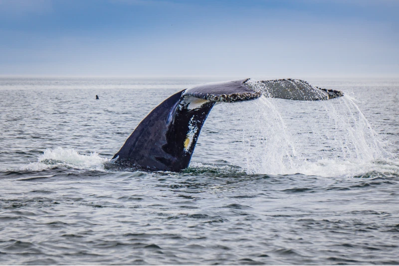 Canada Tadoussac Baleine