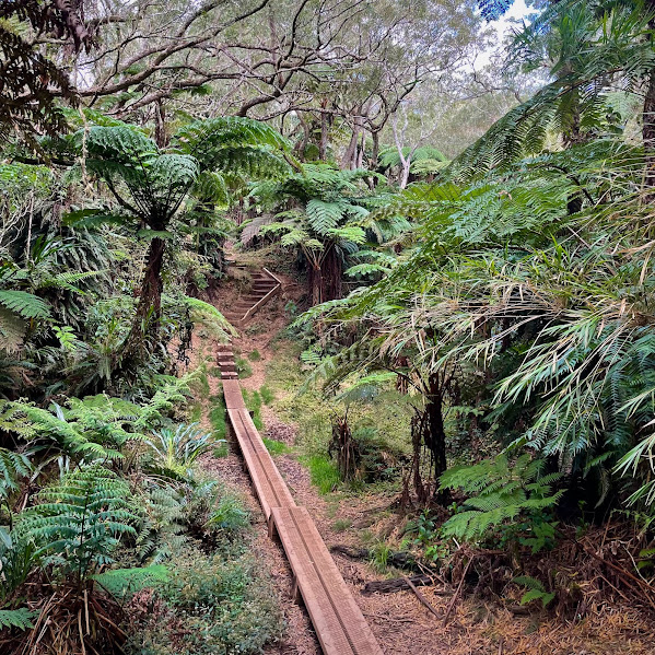 Photo de la Forêt De Bélouve à La réunion