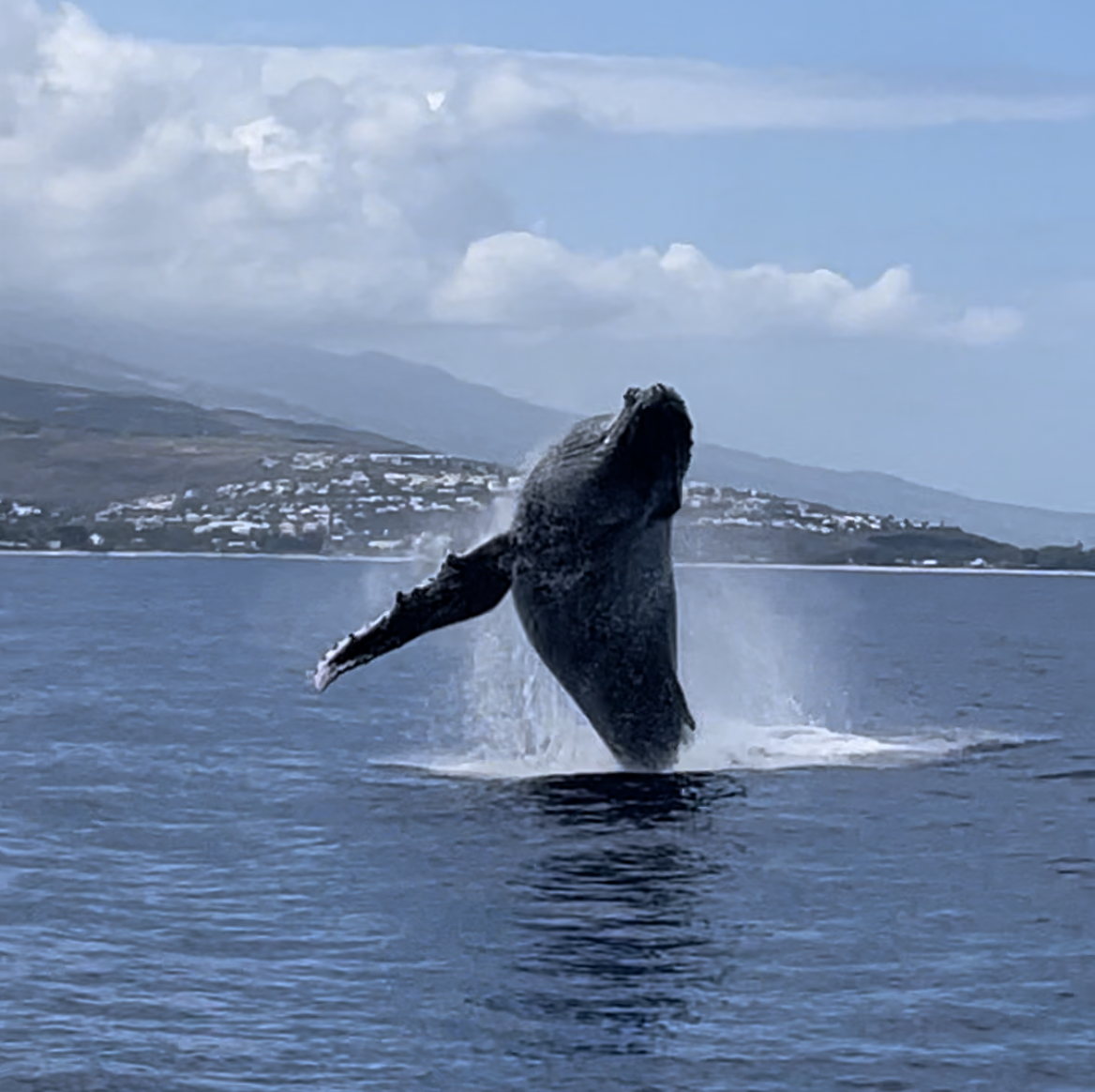 Photo d'une baleine qui saute dans les eaux à la Réunion