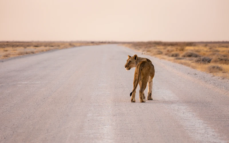 Photo du Parc Etosha