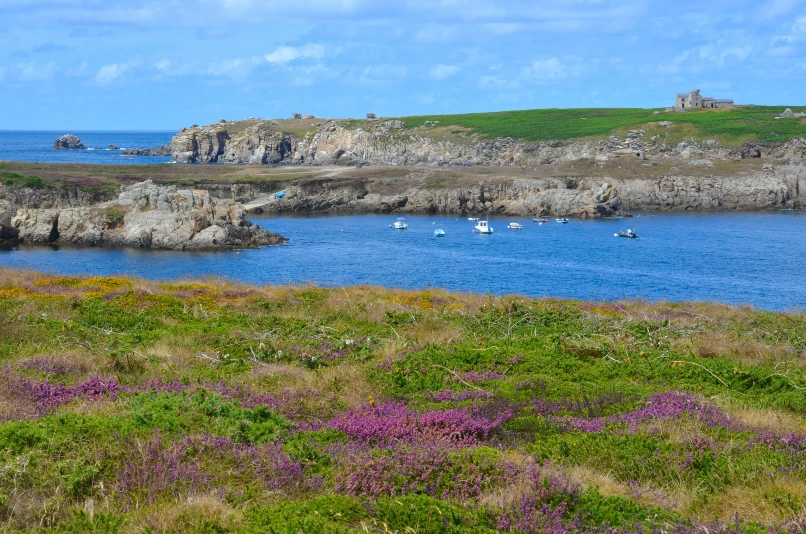 Ouessant Bruyeres