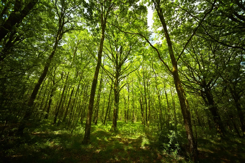 Broceliande