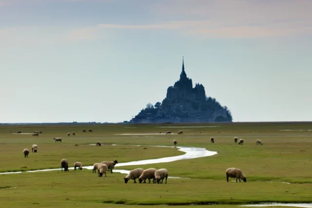 Mont St Michel Mont Et Moutons